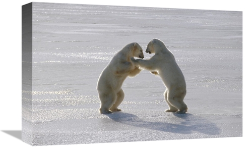 Global Gallery GCS-450939-1218-142 12 x 18 in. Polar Bear Pair Sparrin