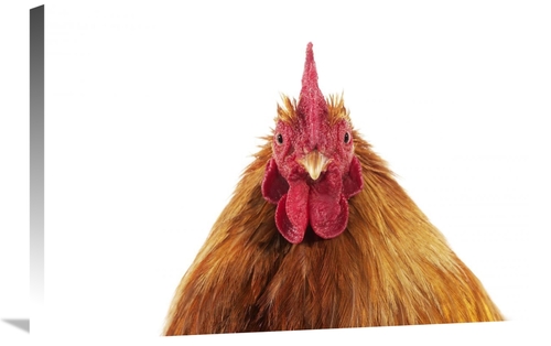 Global Gallery GCS-397526-2030-142 20 x 30 in. Domestic Chicken, P