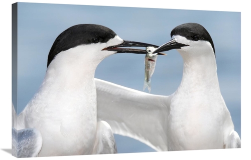 Global Gallery GCS-397475-2436-142 24 x 36 in. White-Fronted Tern in C