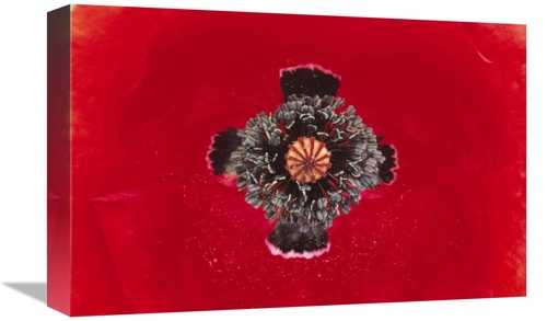 Global Gallery GCS-398212-1218-142 12 x 18 in. European Red Poppy Clos