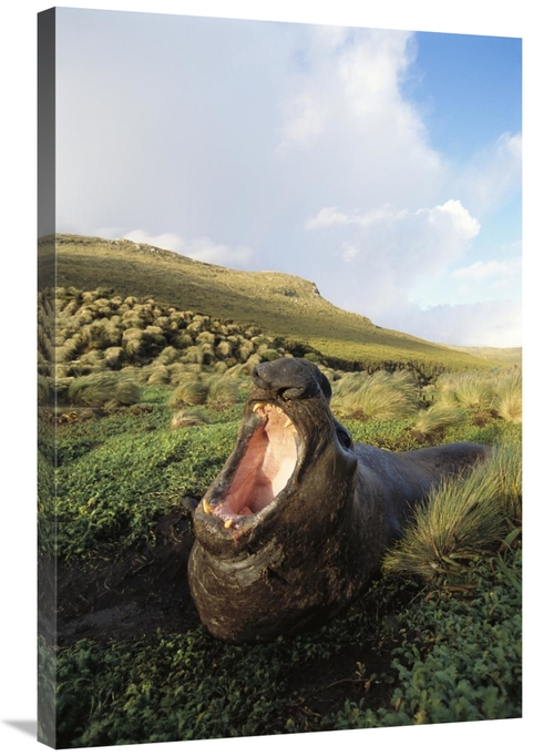 Global Gallery GCS-451581-2436-142 24 x 36 in. Southern Elephant Seal 