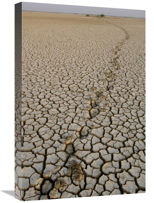 Global Gallery GCS-397939-1624-142 16 x 24 in. Indian Wild Ass Tracks 