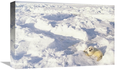 Global Gallery GCS-452727-1218-142 12 x 18 in. Harp Seal Pup, Gulf