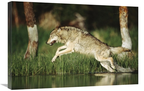 Global Gallery GCS-396322-2030-142 20 x 30 in. Timber Wolf Running Thr