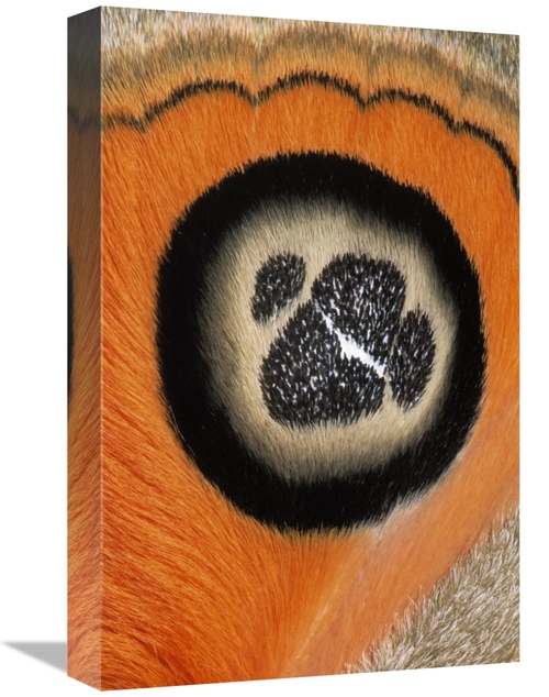 Global Gallery GCS-395305-1218-142 12 x 18 in. Moth Detail of False Ey