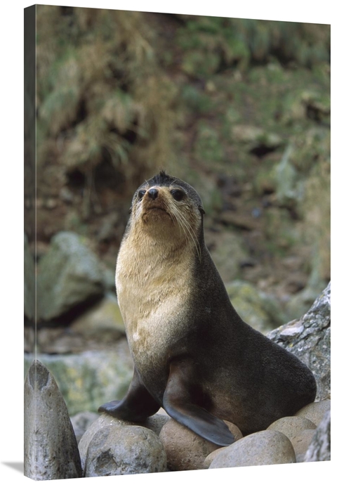 Global Gallery GCS-451805-2436-142 24 x 36 in. Subantarctic Fur Seal M