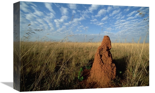 Global Gallery GCS-451572-1218-142 12 x 18 in. Termite Mound in Open C