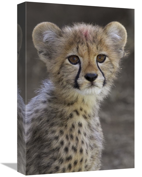 Global Gallery GCS-450858-1218-142 12 x 18 in. Cheetah Cub Portrait