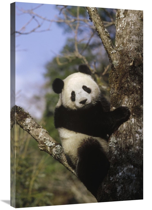 Global Gallery GCS-398491-2436-142 24 x 36 in. Giant Panda in Tree,