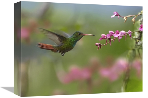 Global Gallery GCS-396455-1216-142 12 x 16 in. Rufous-Tailed Hummingbi
