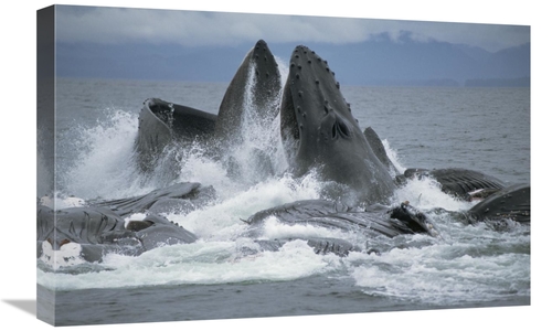 Global Gallery GCS-397852-1624-142 16 x 24 in. Humpback Whale Cooperat