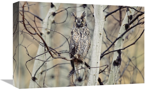 Global Gallery GCS-396984-1218-142 12 x 18 in. Long-Eared Owl Perching
