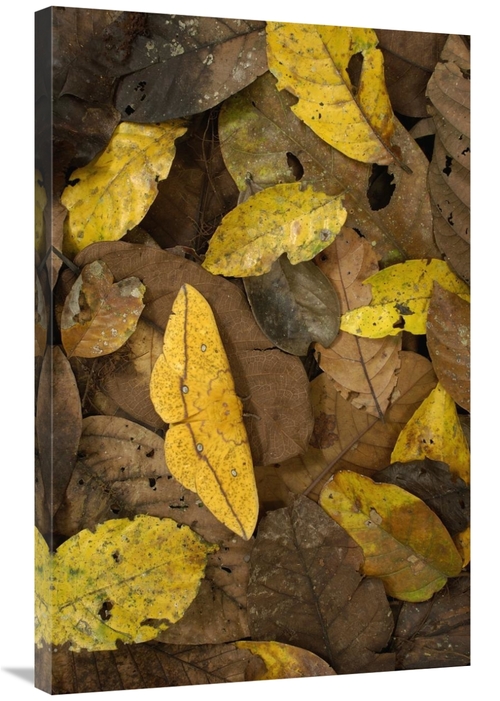 Global Gallery GCS-397890-2436-142 24 x 36 in. Imperial Moth Camouflag