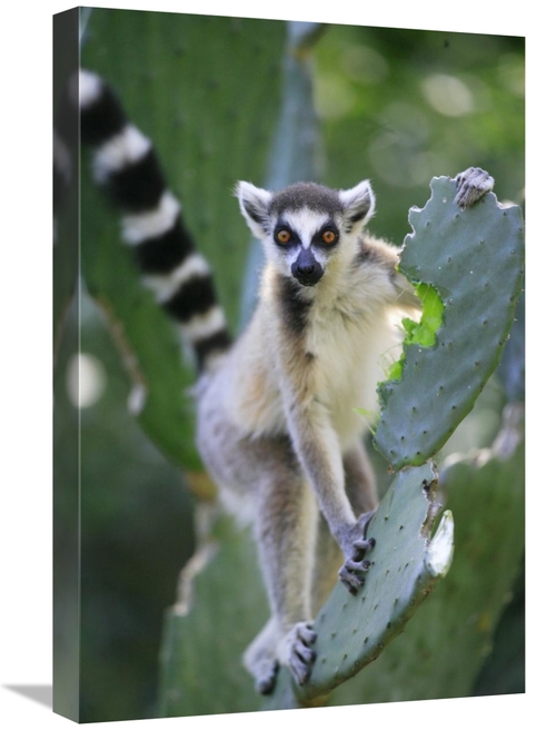 Global Gallery GCS-398077-1624-142 16 x 24 in. Ring-Tailed Lemur Eatin