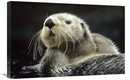 Global Gallery GCS-396148-2030-142 20 x 30 in. Sea Otter Floating in K