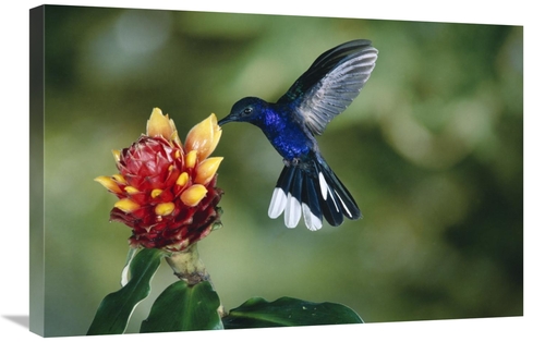 Global Gallery  20 x 30 in. Violet Sabre-Wing Hummingbird, Feeding