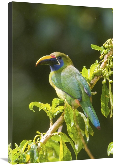 Global Gallery GCS-397264-2436-142 24 x 36 in. Emerald Toucanet, C