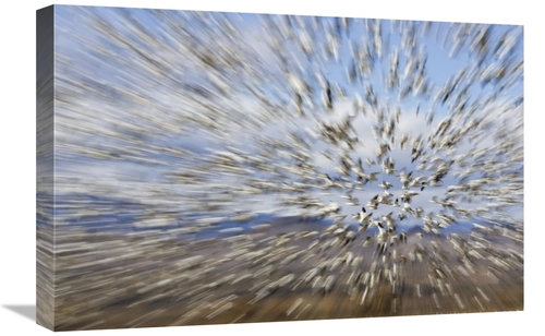 Global Gallery GCS-398527-1624-142 16 x 24 in. Snow Goose Massive Floc