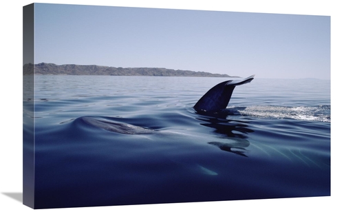 Global Gallery GCS-450607-1624-142 16 x 24 in. Blue Whale Tail, Se