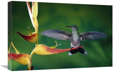 Global Gallery GCS-397246-1624-142 16 x 24 in. Scaly-Breasted Hummingb