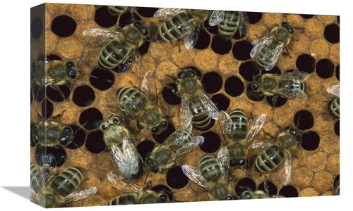 Global Gallery GCS-452361-1218-142 12 x 18 in. Honey Bee Workers on Ho