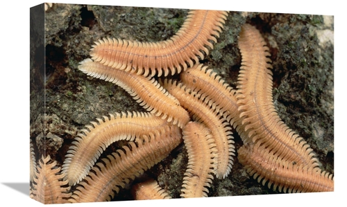 Global Gallery GCS-451017-1218-142 12 x 18 in. Millipede Brood, Ne