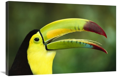 Global Gallery GCS-453014-2436-142 24 x 36 in. Keel-Billed Toucan Port