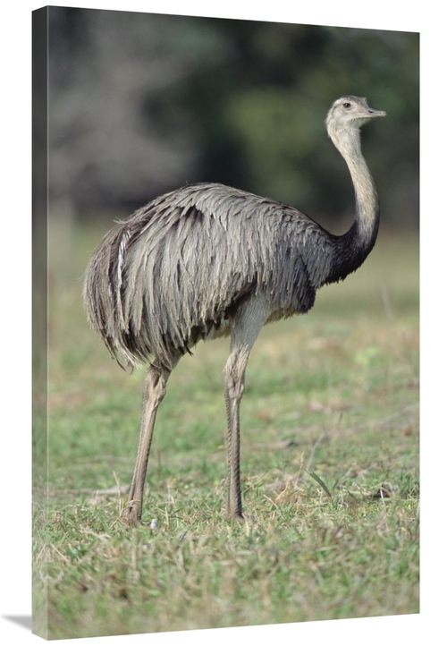 Global Gallery GCS-451478-36-142 36 in. Greater Rhea Grazing in Savann