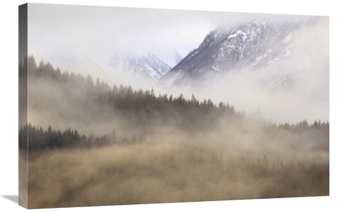 Global Gallery GCS-452842-2030-142 20 x 30 in. Fog in Old Growth Fores