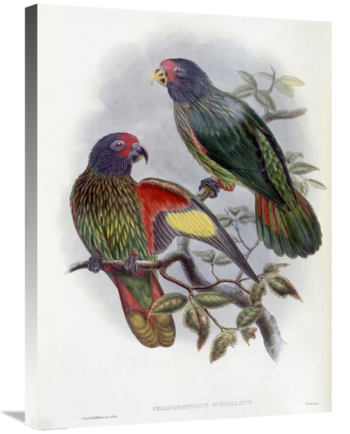 Global Gallery GCS-277781-30-142 30 in. Red-Fronted Lory Art Print - J