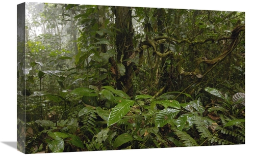 Global Gallery GCS-453080-1624-142 16 x 24 in. Primary Rainforest,