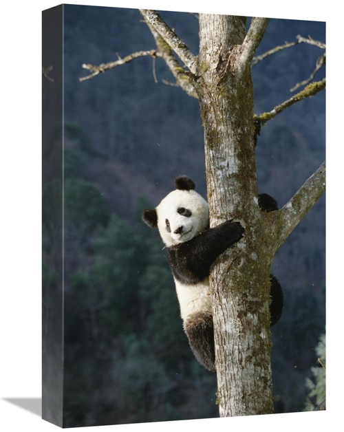 Global Gallery GCS-398485-1218-142 12 x 18 in. Giant Panda Climbing Tr