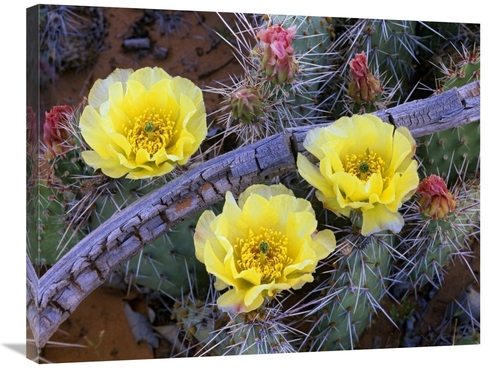 Global Gallery GCS-396090-2432-142 24 x 32 in. Opuntia Cactus Blooming