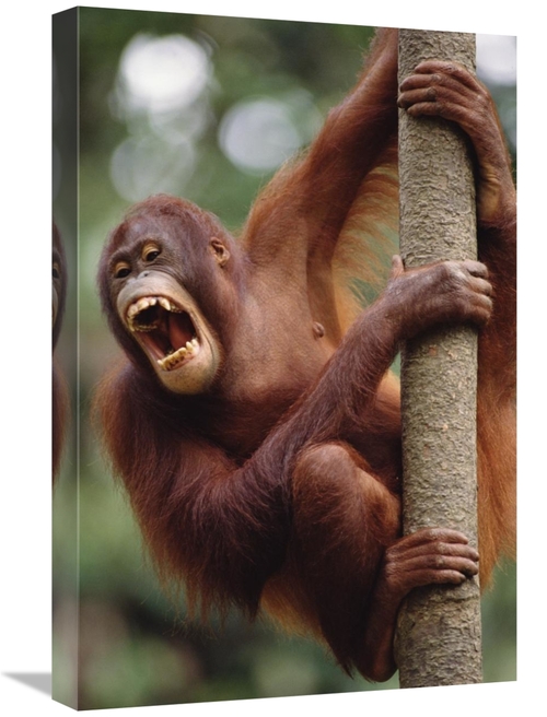 Global Gallery GCS-452768-1624-142 16 x 24 in. Orangutan Hanging on Tr