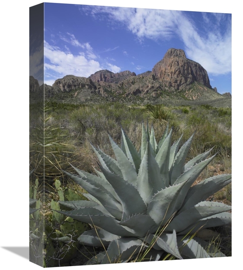 Global Gallery GCS-452190-1216-142 12 x 16 in. Agave Below Emory Peak&