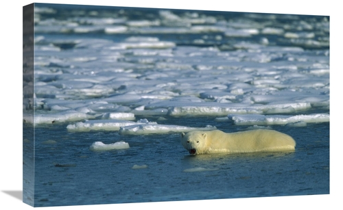 Global Gallery GCS-452633-1624-142 16 x 24 in. Polar Bear Wading in Wa