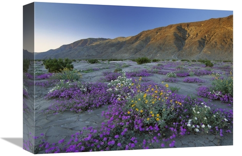 Global Gallery GCS-396950-1216-142 12 x 16 in. Sand Verbena & Desert S