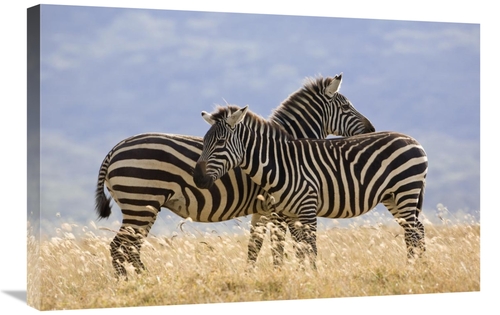 Global Gallery GCS-395328-2030-142 20 x 30 in. Burchells Zebra Pair&#4