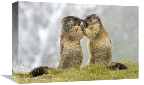 Global Gallery GCS-398062-1218-142 12 x 18 in. Two Alpine Marmots,