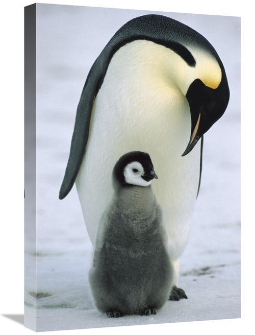 Global Gallery GCS-452317-1624-142 16 x 24 in. Emperor Penguin Parent 