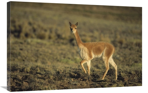 Global Gallery GCS-451263-2436-142 24 x 36 in. Vicuna, Pampa Galer