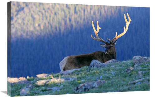 Global Gallery GCS-486505-36-142 36 in. Velvet Sunrise Art Print - Vic