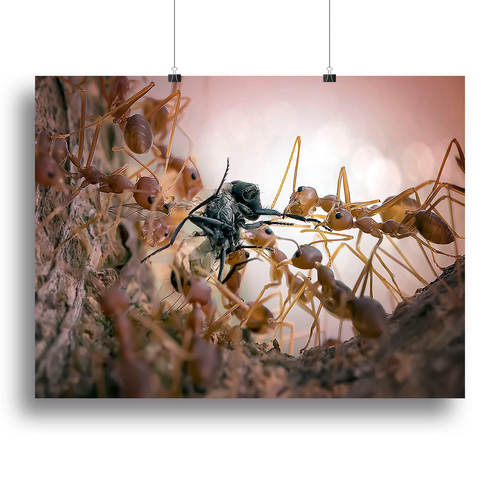 Close p Of Insects Canvas Print or Poster