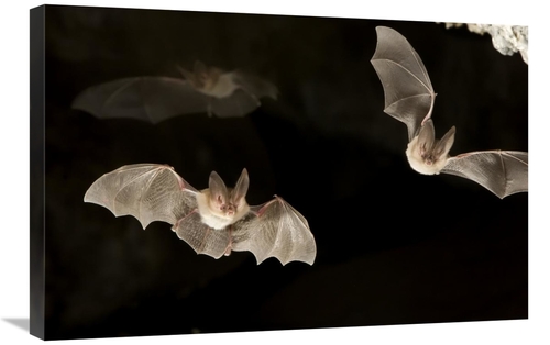 Global Gallery GCS-395699-2030-142 20 x 30 in. Townsends Big-Eared Bat