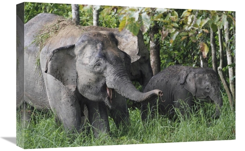 Global Gallery GCS-397706-1624-142 16 x 24 in. Asian Elephant Mother &