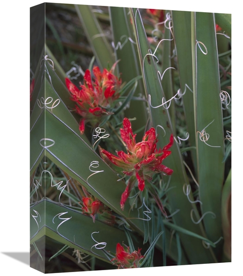 12 x 16 in. Paintbrush Growing Among with Banana Yucca, North Amer