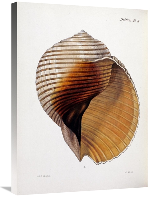 Global Gallery GCS-267095-30-142 30 in. Concholigia Iconica Art Print 