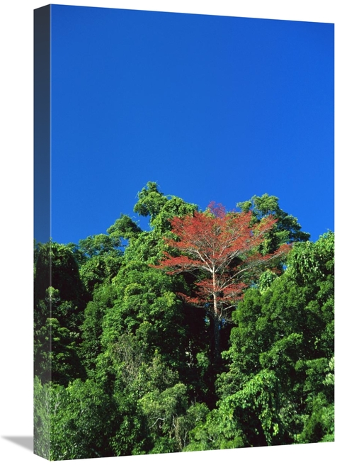 Global Gallery GCS-452403-1624-142 16 x 24 in. Flowering Rainforest Tr