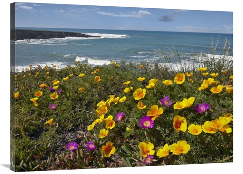 Global Gallery GCS-396757-3040-142 30 x 40 in. California Poppy & Icep