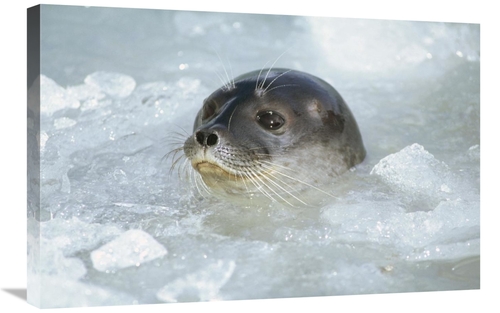 Global Gallery GCS-451310-2030-142 20 x 30 in. Ringed Seal Surfacing i